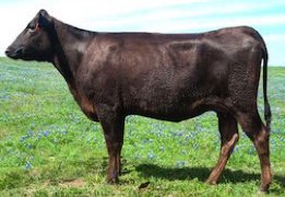 Wagyu cow and embryo donor